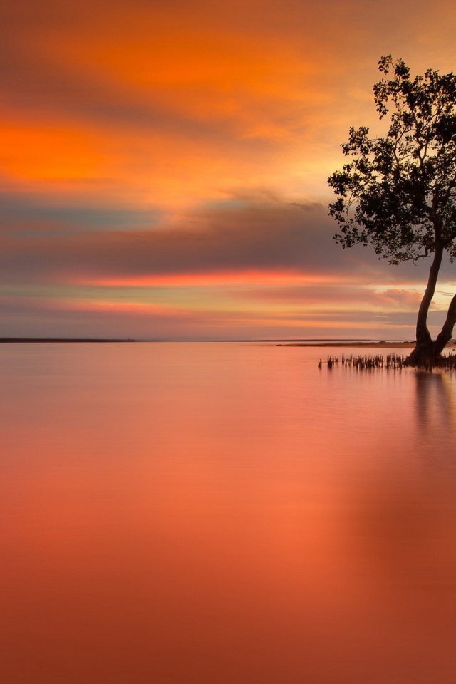 Дерево на затопленном острове