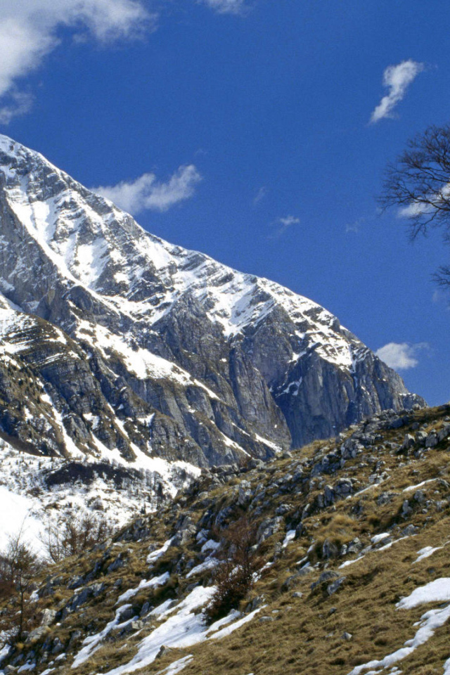 Одинокое дерево на горе