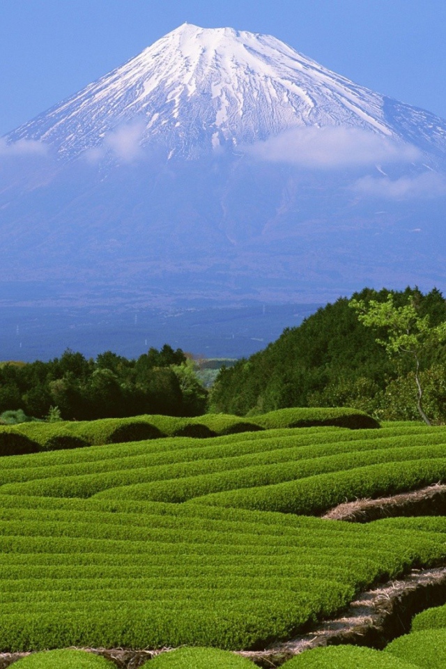 Гора Фуджи и чайные плантации