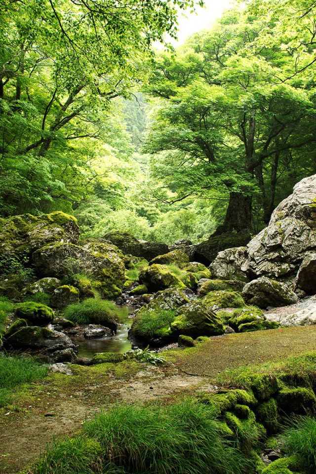 Родник в лесу