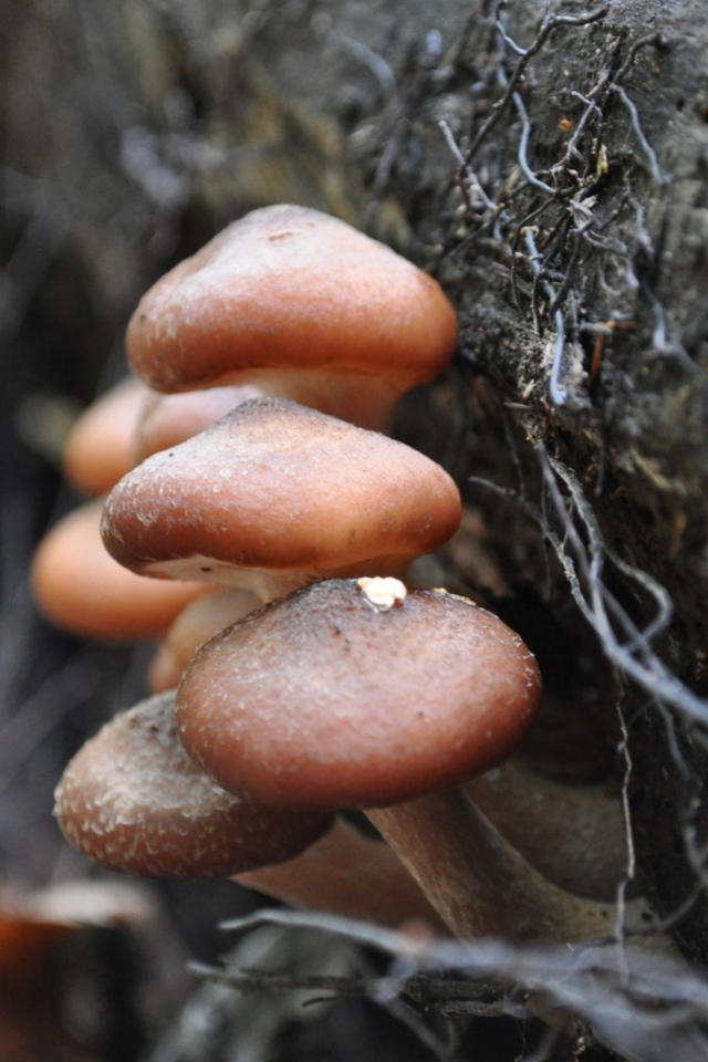 Грибы опята