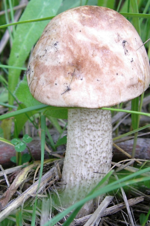 Осенний Гриб подберезовик