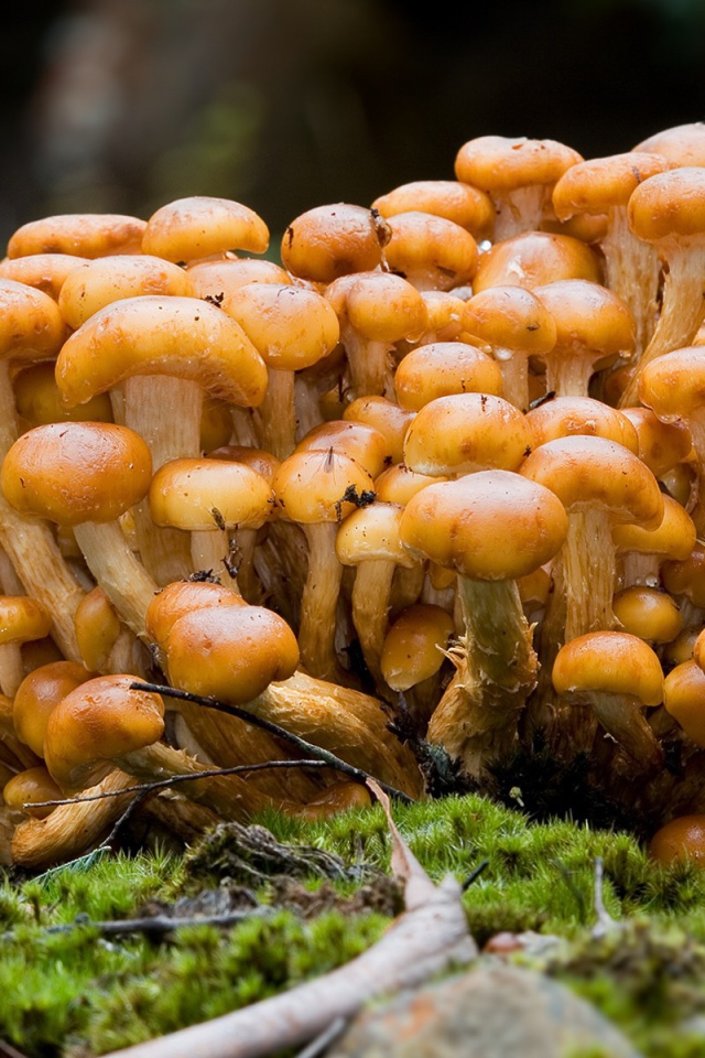 Семейка опят