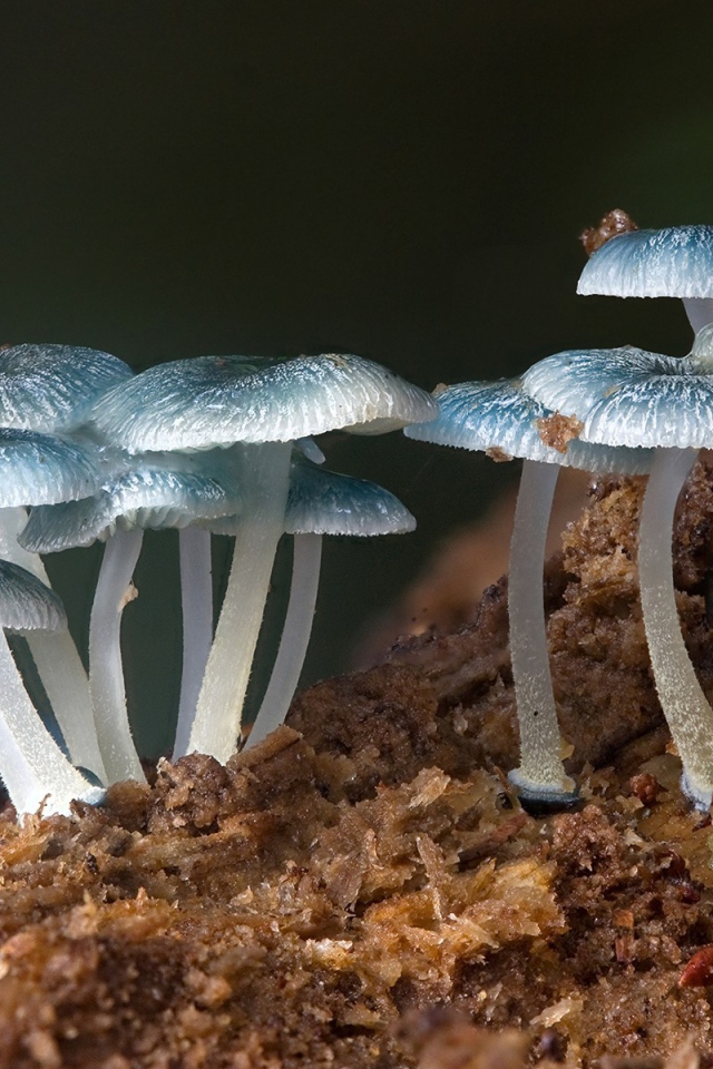 Грибы шампиньоны природа растений