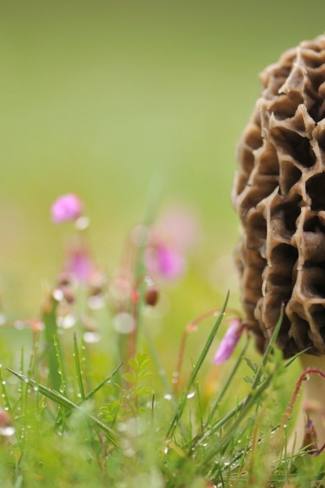 Гриб сморчок