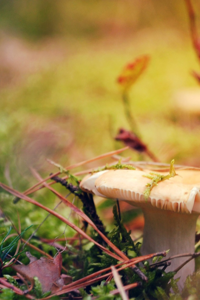 Гриб белая сыроежка 