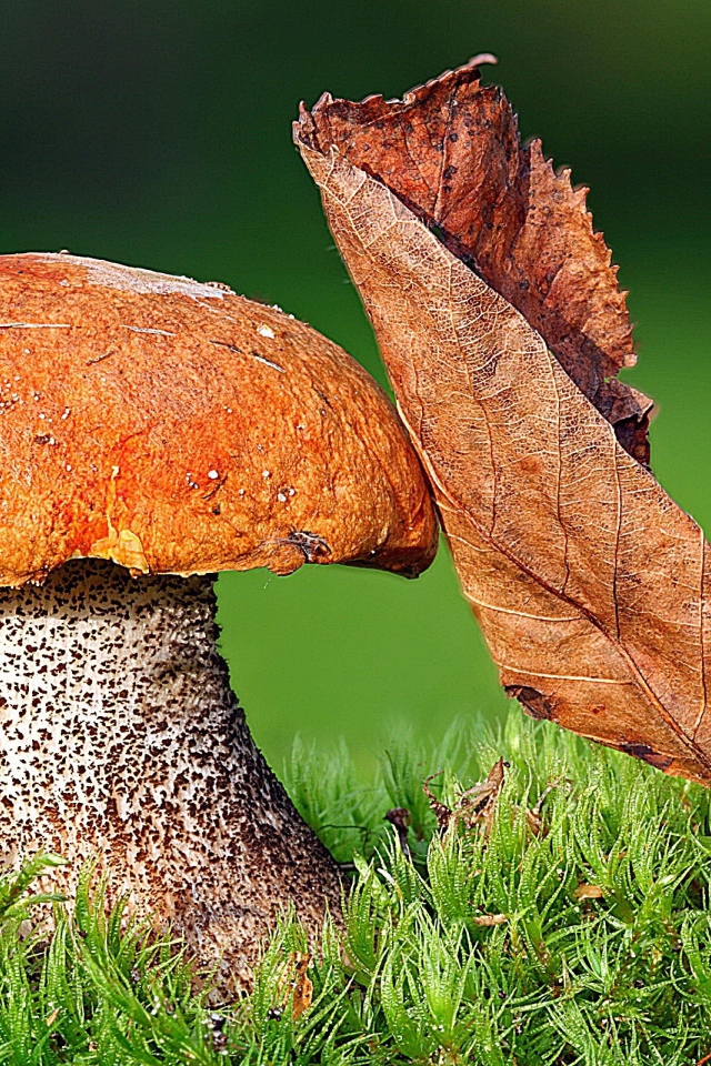 Гриб Подосиновик с листом