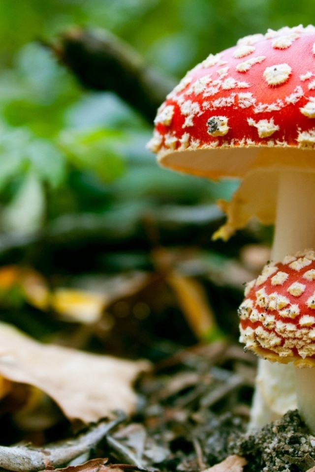 Ядовитые грибы мухоморы