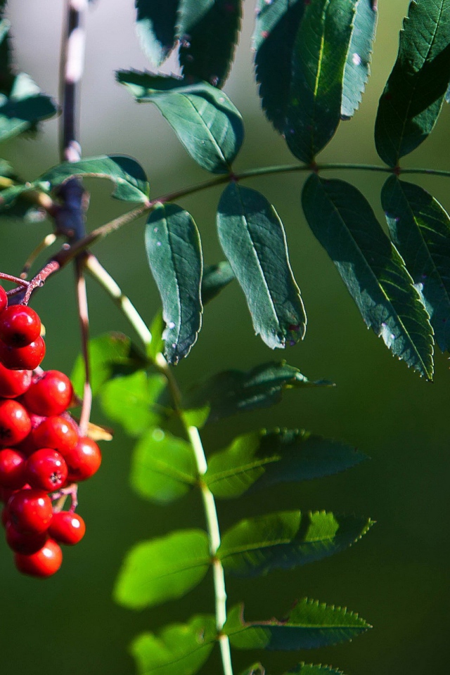 Гроздь рябины