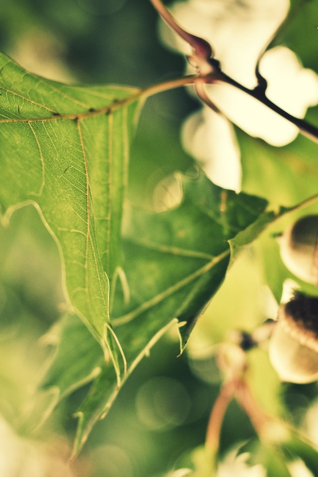 Желуди на ветке