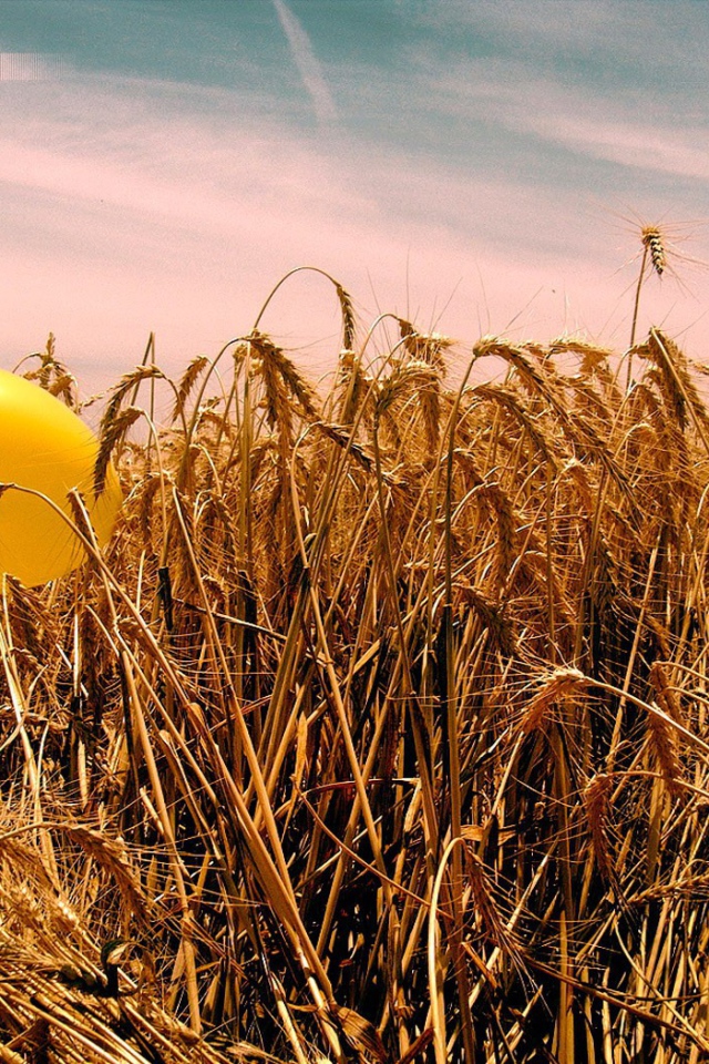 Шарик на пшенице