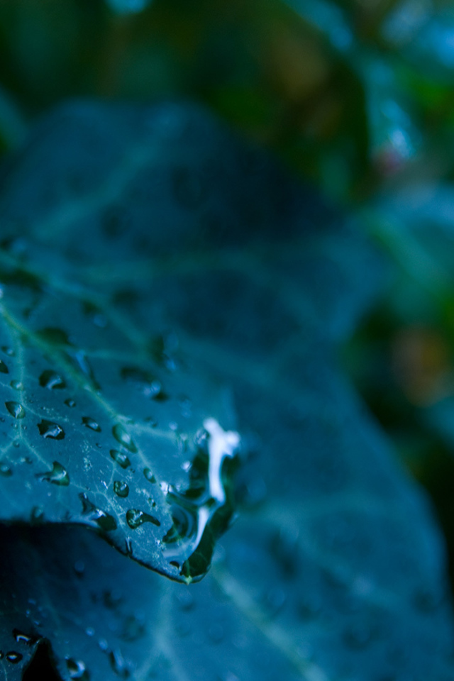 Сине зеленый лист с каплями 