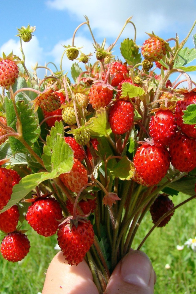 Букет земляники