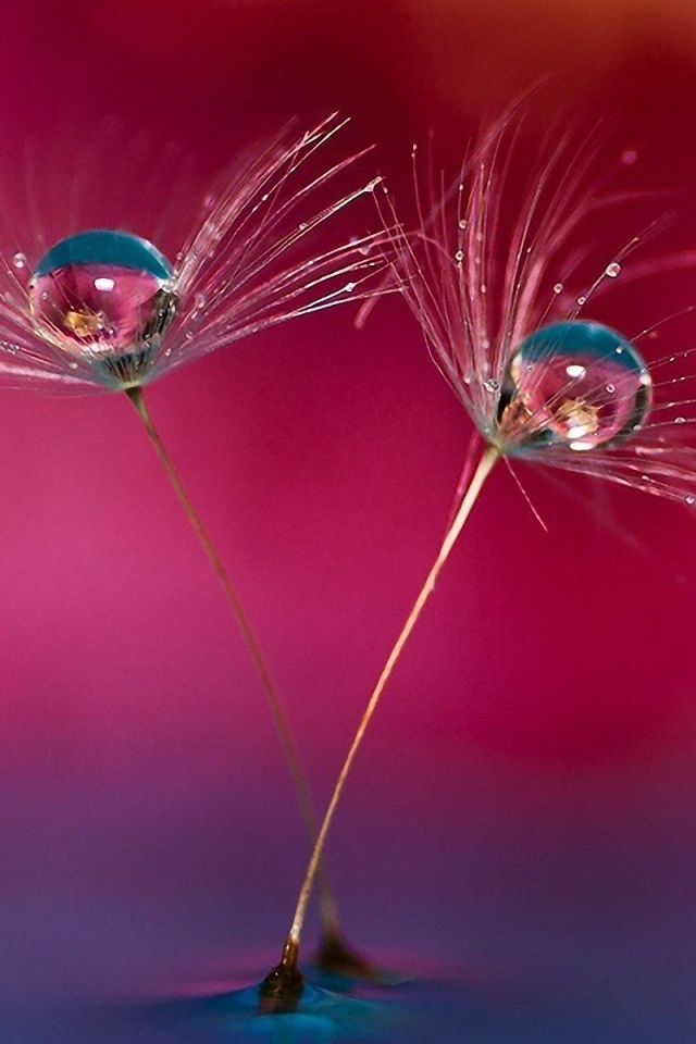 Семена одуванчика в воде