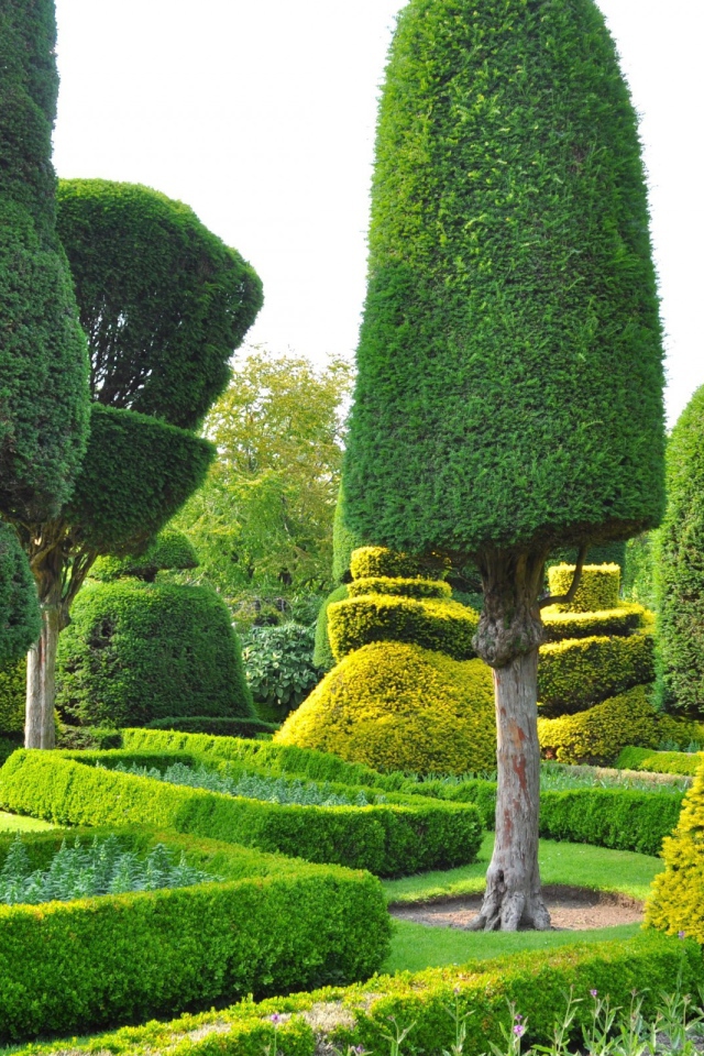 Ровные кроны деревьев