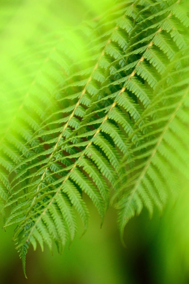 Ветка папоротника