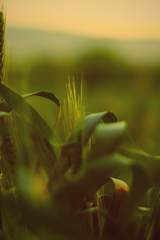 Трава с колосьями