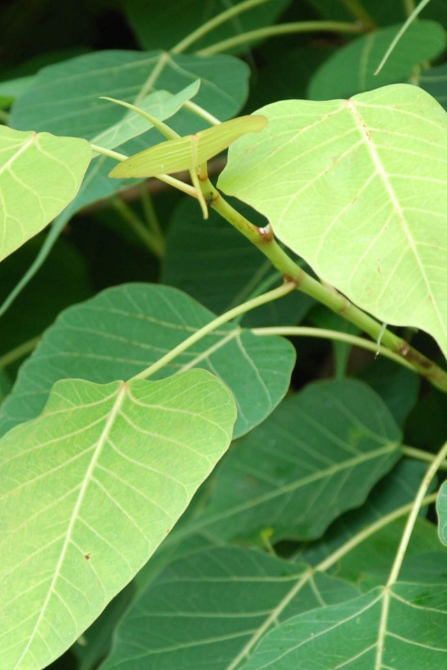 Зеленый кустарник