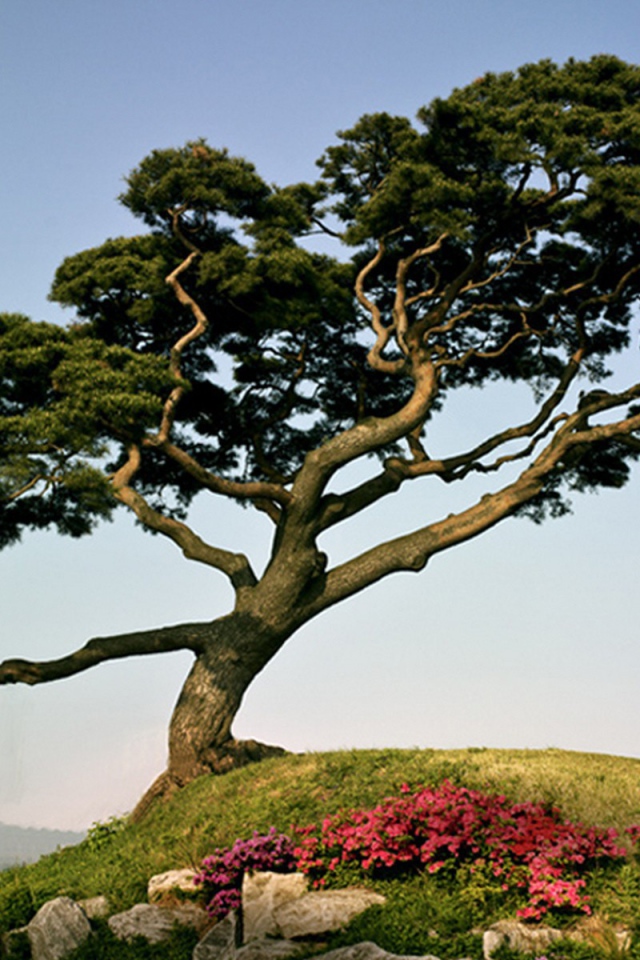 Японская сосна на горе