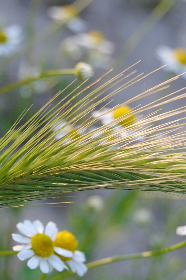 Колос среди ромашек