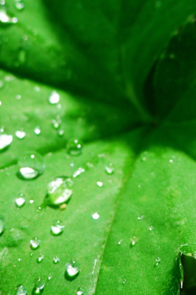 Зеленый листок с капельками воды