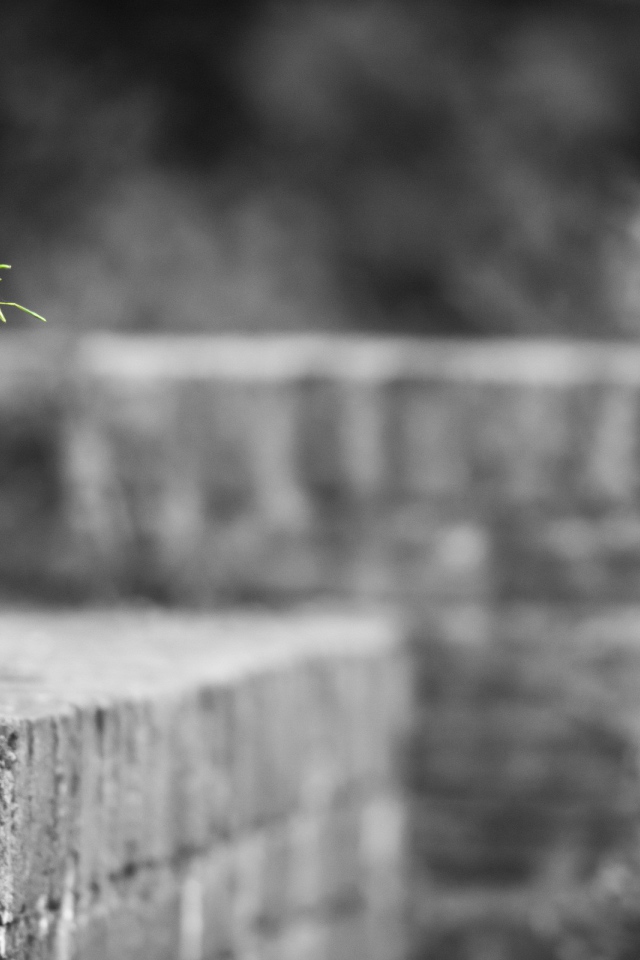 Одинокое растение