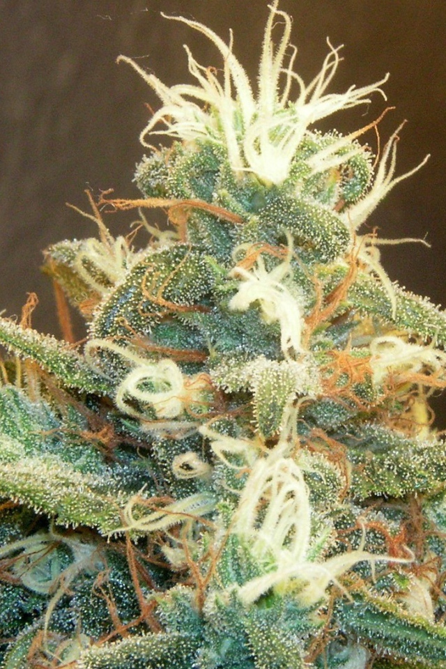 Марихуана почки растений 