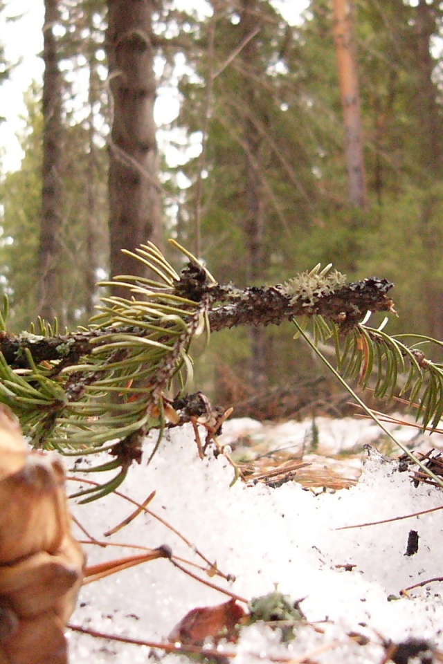 Шишки сибирского кедра