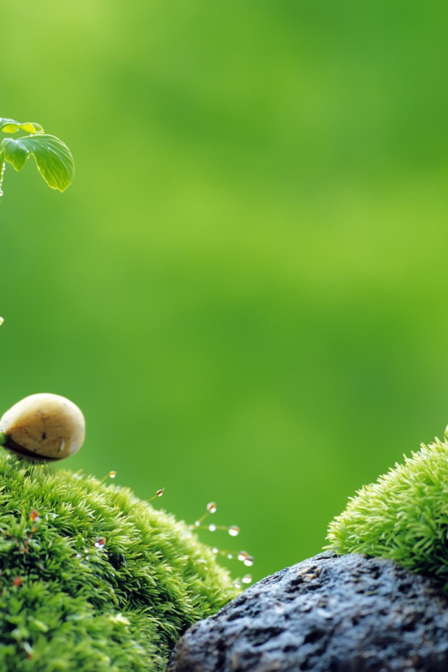 Ростки на камнях