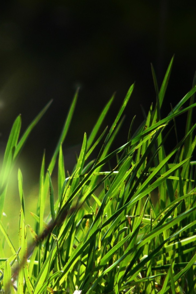 Свет в траве