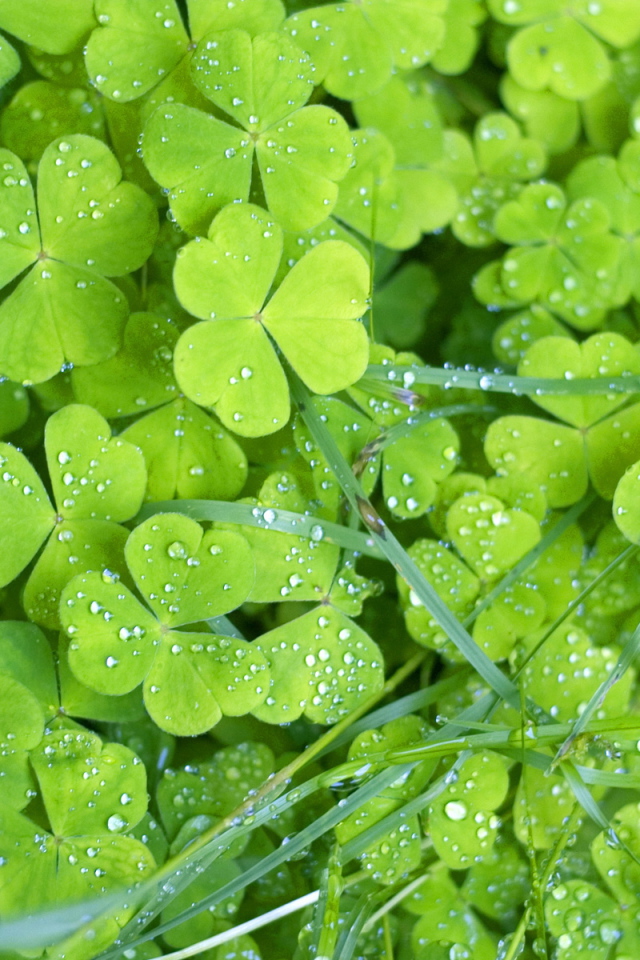 Утренняя роса на траве