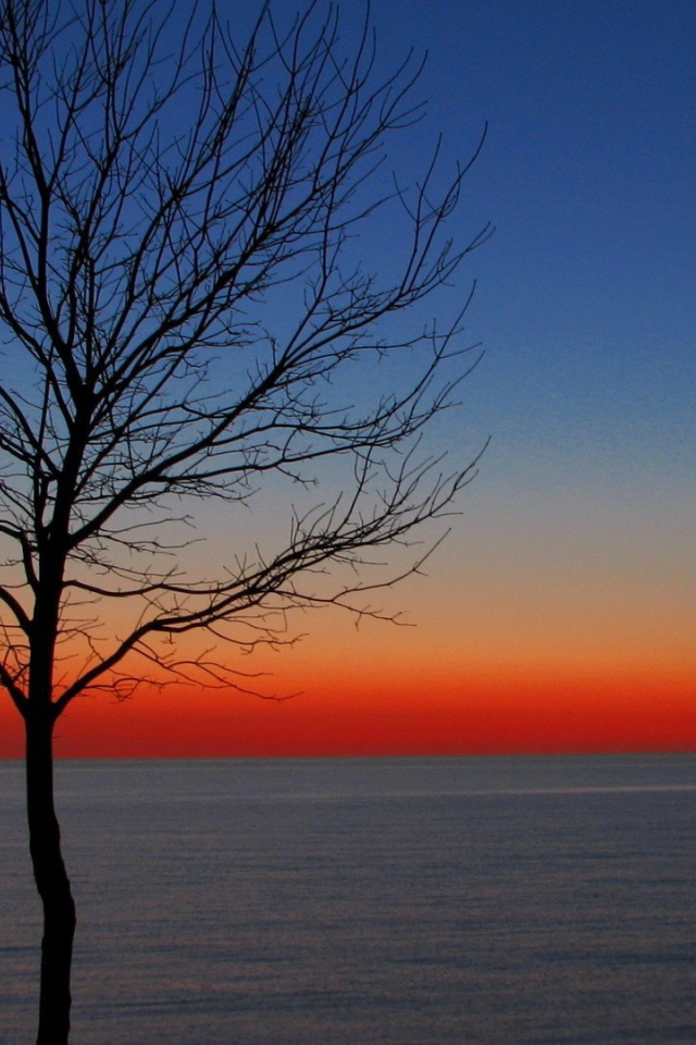 Дерево на утренней заре