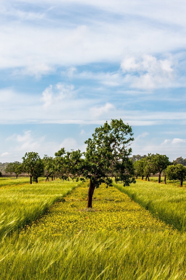 Деревья в фруктовом саду