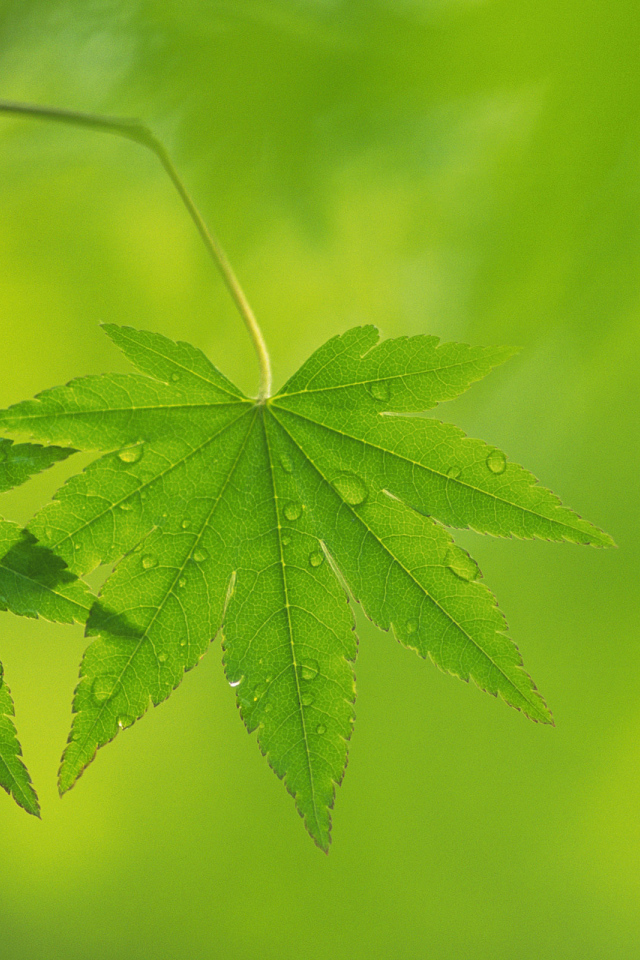 Два листочка