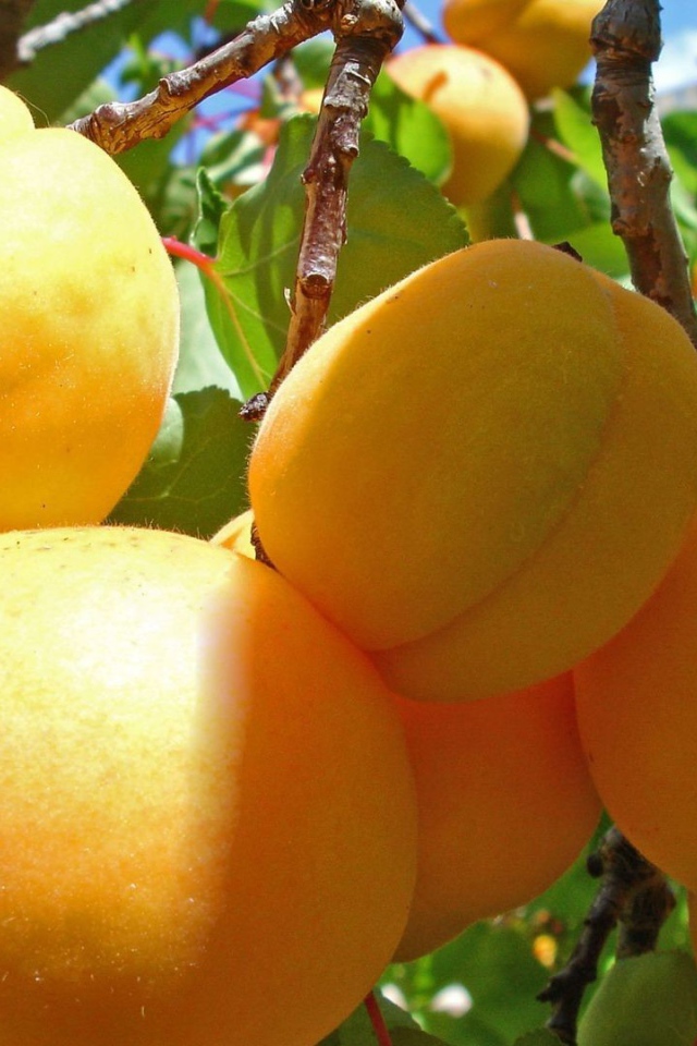 Желтые плоды на ветках