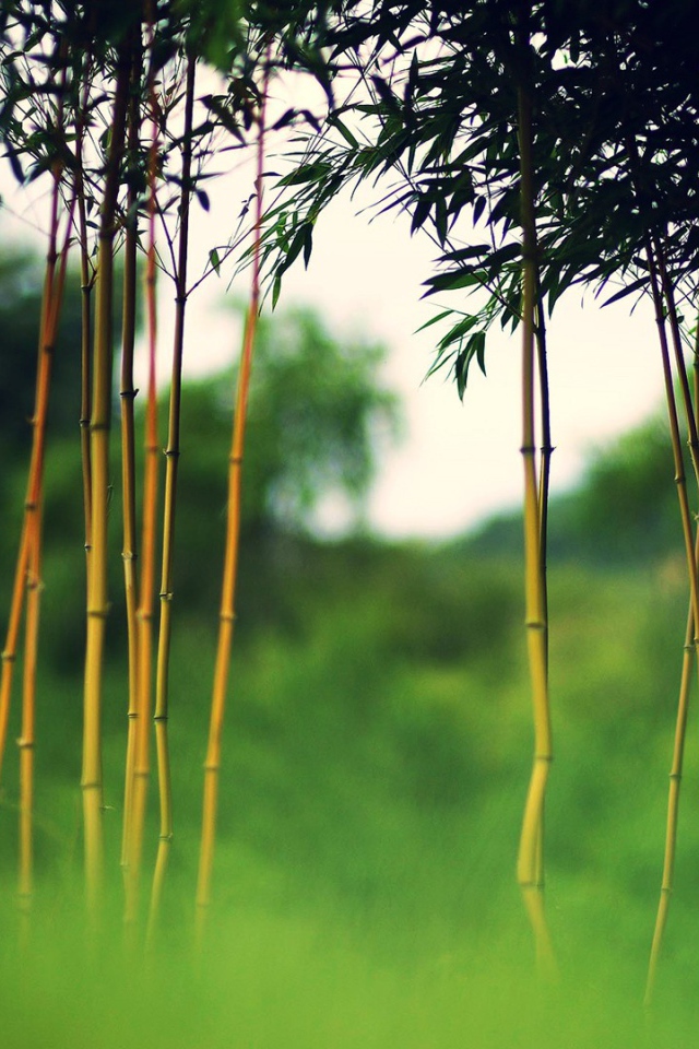 Молодой бамбук