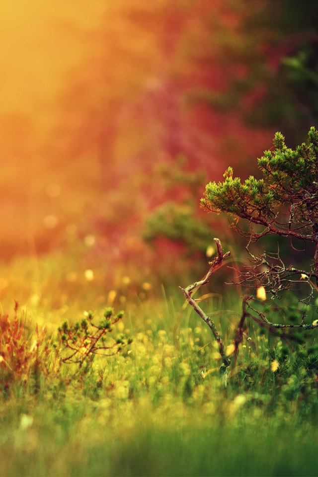 Молодой можжевельник