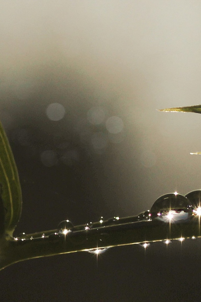 Блестящие капли росы на ветке