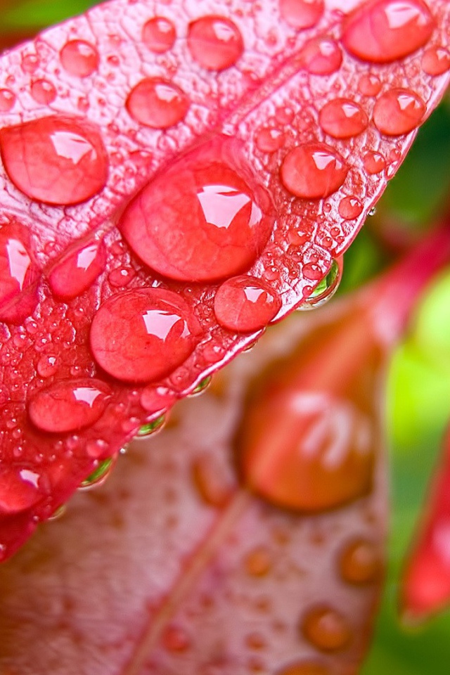 Капли росы на красных листьях