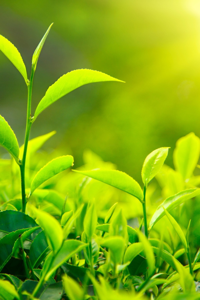 Молодые Чайные листья