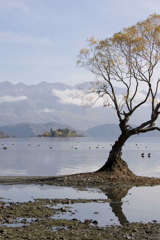 Одинокое дерево в воде