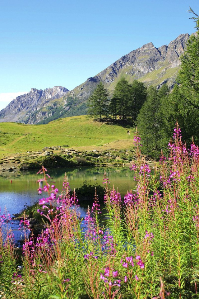 Цветет иван чай