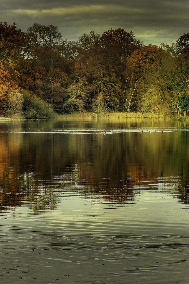 Утки на озере