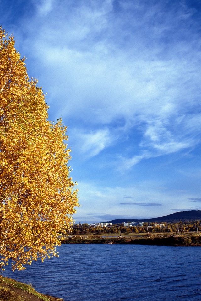Золотое дерево на обрыве