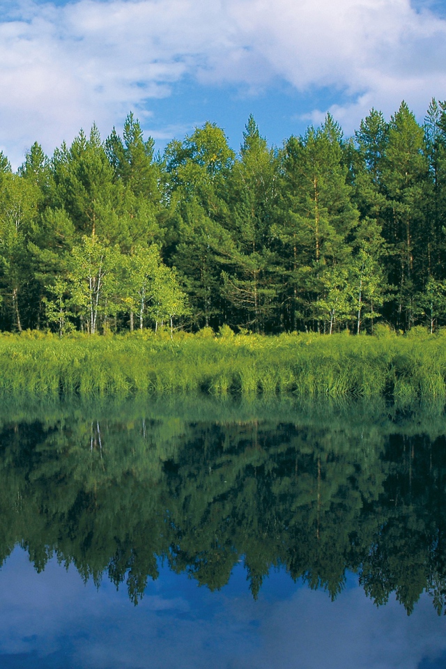 Зелень у реки