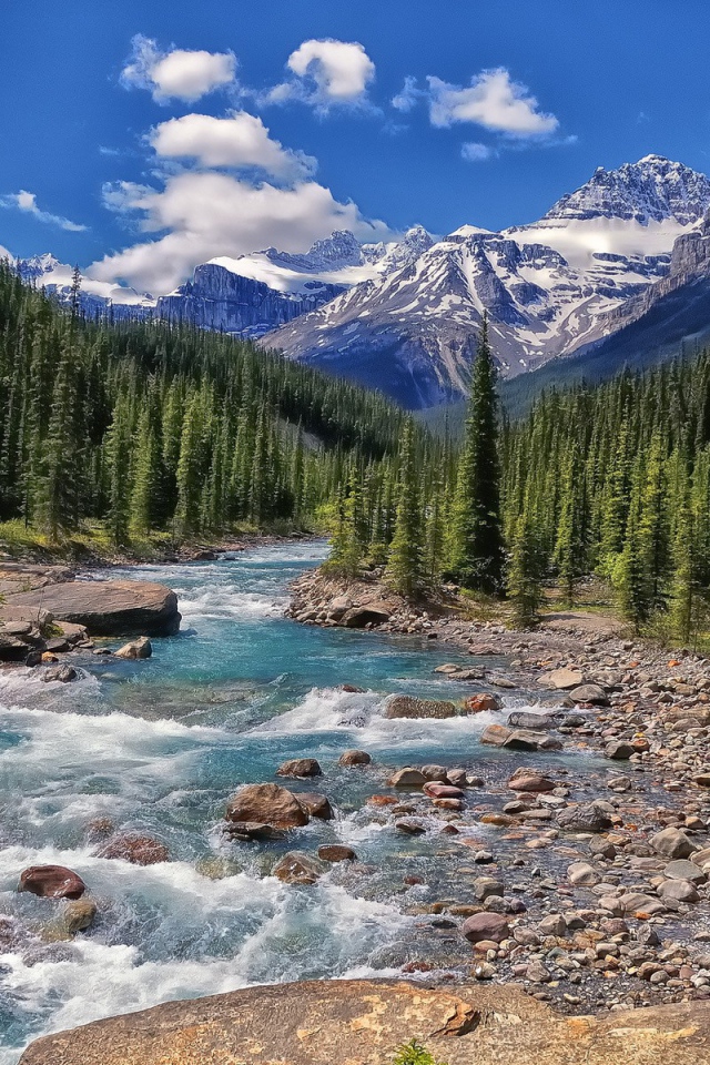 Бурная река течет через хвойный лес