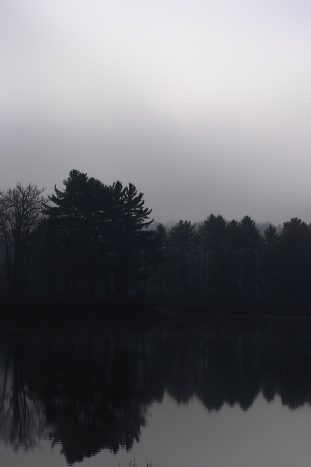 Туманный лес у реки