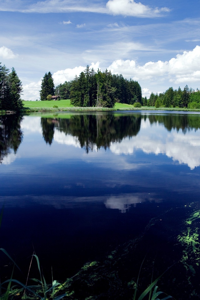 Зеленый лес у озера