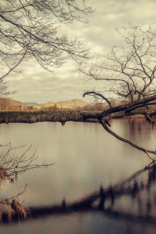 Дерево упало в воду