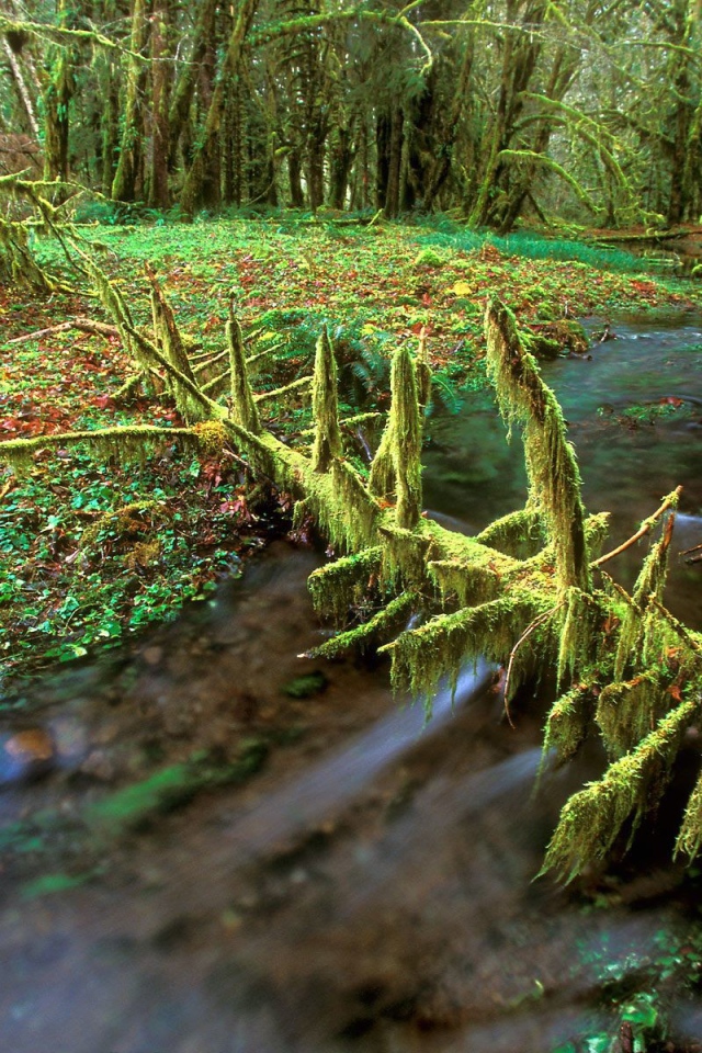 Очень дикая природа